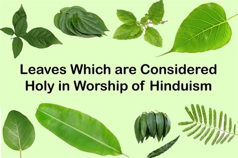 Plants That Are Considered Spiritual [Sacred .
